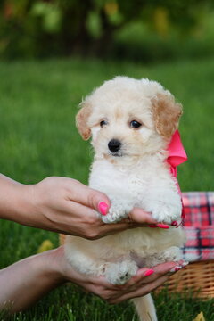 White Toy Poodle Puppy sits in a wicker basket in a park. Cute puppy with a pink bow is looking at the camera. Domestic pets