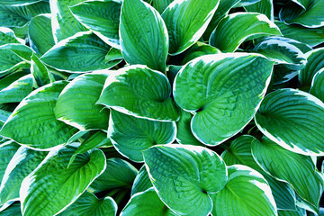 Background with ornamental plant with big leaves named Funkia ( hosta undulata )