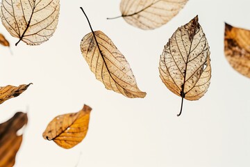 Delicate Floating of Dry Leaves in Isolation Against a Pristine White Background, Embracing Simplicity and Natural Elegance