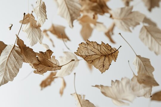 Autumn Essence: Isolated Dry Leaves on a White Background