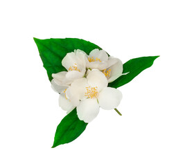 Jasmine flowers isolated on a white background, top view