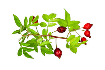 Rose hip twig isolated on a white background, top view