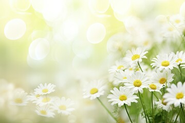 White, wildflowers, daisies. Summer, spring background.  template, blank