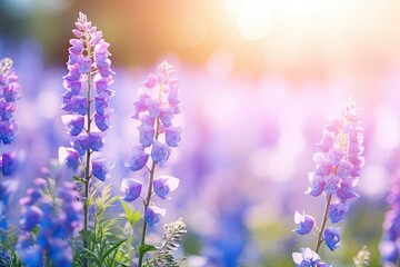 Obraz premium field ofLupin Meadow wildflowers. Summer, spring background. Blank, template. lavender
