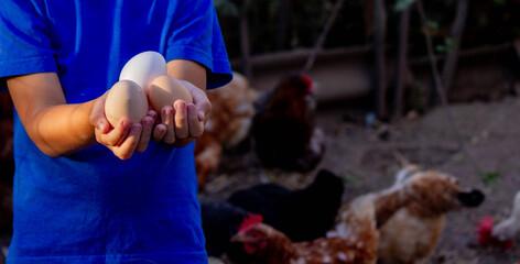 Close-up of little farmer boy showing fresh eggs laid by organically raised chickens in barn on farm