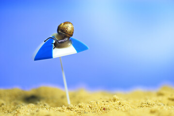 A snail on the beach with an umbrella. Resort on the ocean. Conceptual macro photo on the theme of vacation