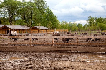 African ostrich walk in the paddock. Common Ostrich is the largest living bird on the planet..