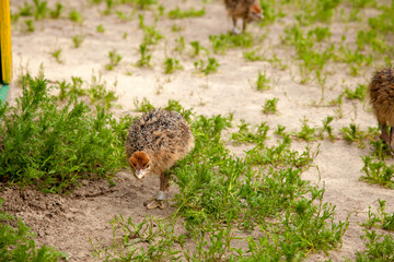 Small african ostriches walk in the paddock. Common Ostrich is the largest living bird on the planet..