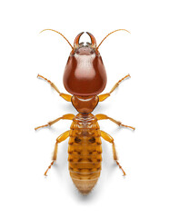 Termite on isolated background, top view - obrazy, fototapety, plakaty
