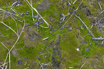 Forest moss texture with dry sticks and branches.