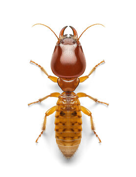 Termite on isolated background, top view