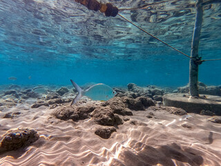 Fototapeta premium Shoal of Sargos or White Seabream swimming at the coral reef in the Red Sea, Egypt..