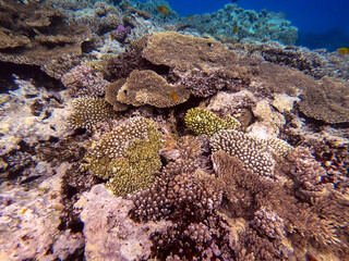 Underwater life of reef with corals and tropical fish. Coral Reef at the Red Sea, Egypt.