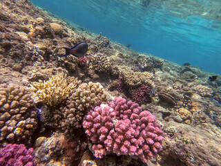 Underwater life of reef with close up view of corals and tropical fish. Coral Reef at the Red Sea, Egypt.