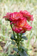 Beautiful pink rose bush growing in the garden..