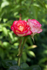 Beautiful pink rose bush growing in the garden..