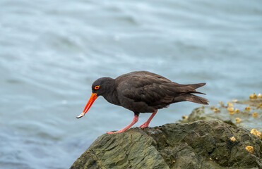 Sooty Oystercatcher (Haematopus fuliginosus) with a shell.