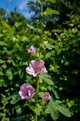 Soft pink flowers of musk mallow or lavatera on a green background.