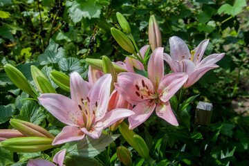 Blooming Oriental Lily flowers. Pink tropical flower in the garden..