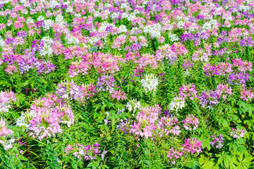 Beautiful colorful spider flowers blossom in the field