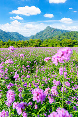 Mountain valley and blue sky with flower.