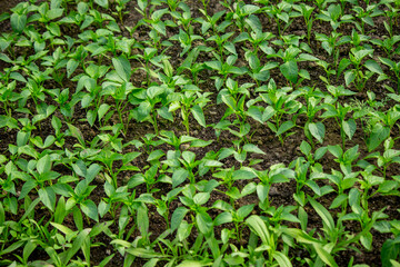 Young seedlings in the ground for reproduction. Plant seedlings