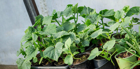 Young seedlings in the ground for reproduction. Plant seedlings