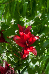 Blooming Oriental Lily flowers. Red tropical flower in the garden..