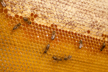 Working bees on the yellow honeycomb with sweet honey..