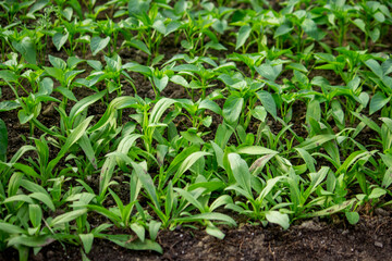 Young seedlings in the ground for reproduction. Plant seedlings