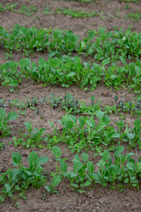 Young seedlings in the ground for reproduction. Plant seedlings