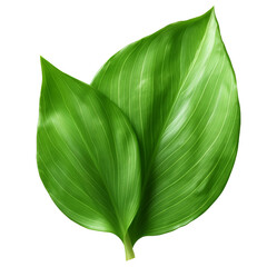 Iris leaf on a transparent background, PNG