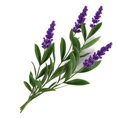 Fototapeta premium Lavender leaf on a transparent background, PNG
