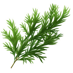 Fototapeta premium Juniper leaf on a transparent background, PNG