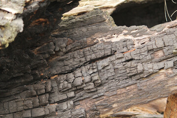 Burnt wood log texture