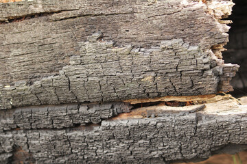 Burnt wood log texture