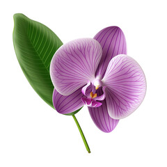 Orchid leaf on a transparent background, PNG
