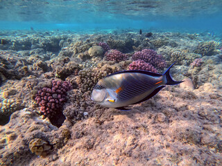Naklejka na ściany i meble Close up view of Surgeon fish or sohal tang fish (Acanthurus sohal) at the Red Sea coral reef..