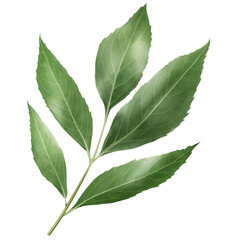 Sagebrush leaf on a transparent background, PNG