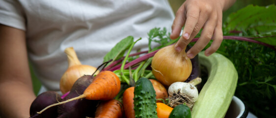 hands of a child farmer vegetables in a bowl in the garden.