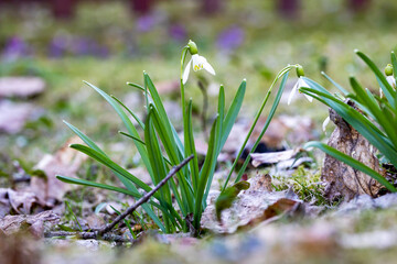 spring in the forest