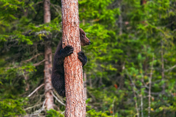 brown bear cub © Artem