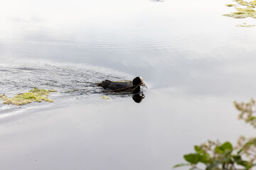 This photograph captures the tranquil moment of a coot, Fulica atra, as it glides across a calm...