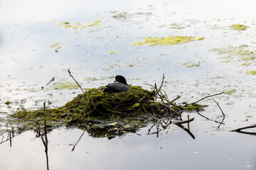 This tranquil image captures a moment of solitude, featuring a Eurasian coot, Fulica atra, nestled securely on its nest amid a serene pond. The nest is an assemblage of algae, twigs, and pond debris