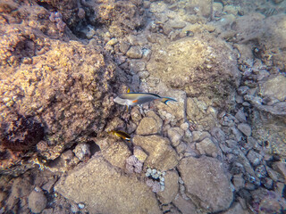 Surgeon fish or sohal tang fish (Acanthurus sohal) at the Red Sea coral reef..