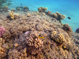 Clown fish or amphiprion bicinctus (Amphiprion Inae)at coral reef..