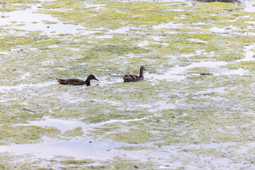 This image features two wild ducks, likely mallards, Anas platyrhynchos, navigating through a marshy pond covered in a verdant layer of duckweed. Their calm traverse through this lush, green aquatic