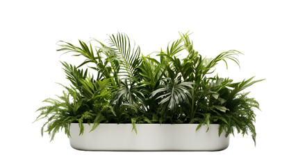 Potted plants  super detail high, Isolated on transparent PNG background, Generative ai