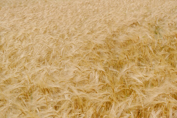 Natural soft yellow wheat filed 