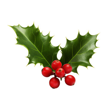 Holly flower isolated on transparent background